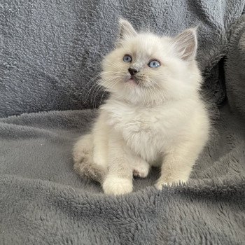 chaton Ragdoll blue point mitted Upsa Les Ragdolls de la Croisette chaton Ragdoll blue point mitted Upsa Les Ragdolls de la Croisette