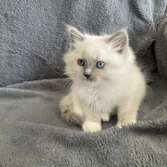 chaton Ragdoll blue point mitted Upsa Les Ragdolls de la Croisette