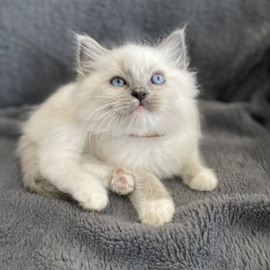 chaton Ragdoll blue point mitted Upsa Les Ragdolls de la Croisette