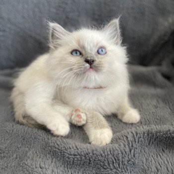 chaton Ragdoll blue point mitted Upsa Les Ragdolls de la Croisette