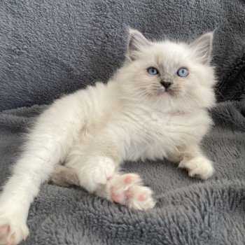 chaton Ragdoll blue point mitted Upsa Les Ragdolls de la Croisette