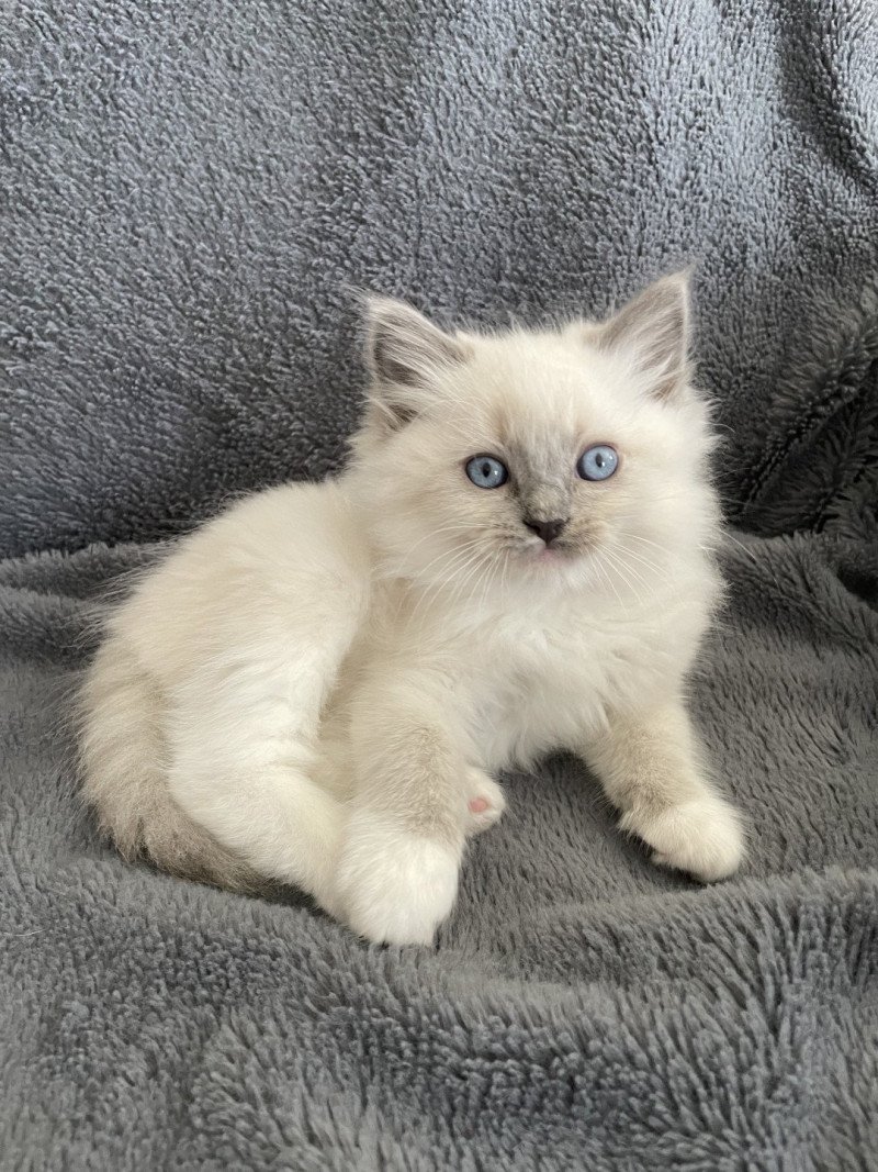 Upsa De La Croisette Mâle Ragdoll