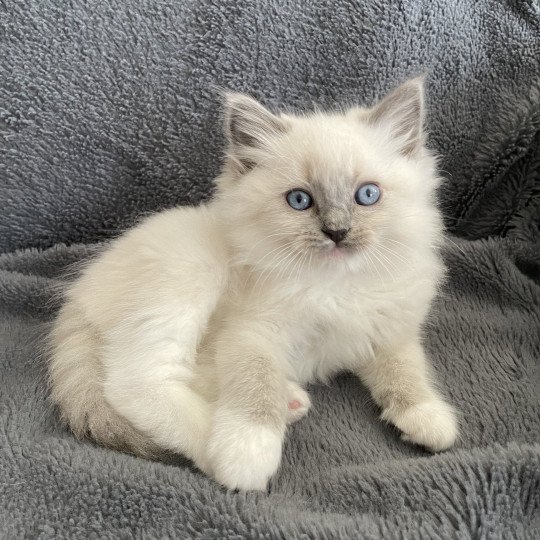 chaton Ragdoll blue point mitted Upsa Les Ragdolls de la Croisette