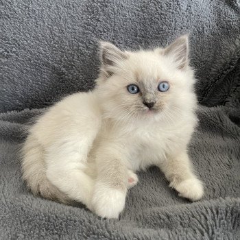 chaton Ragdoll blue point mitted Upsa Les Ragdolls de la Croisette chaton Ragdoll blue point mitted Upsa Les Ragdolls de la Croisette