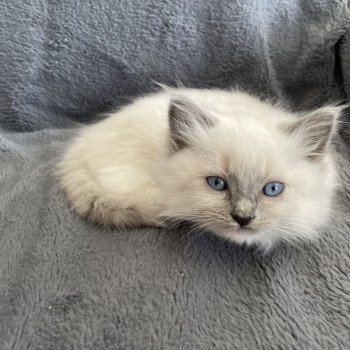 chaton Ragdoll blue point mitted Upsa Les Ragdolls de la Croisette chaton Ragdoll blue point mitted Upsa Les Ragdolls de la Croisette