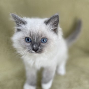 chaton Ragdoll blue point mitted Upsa Les Ragdolls de la Croisette