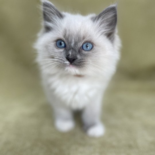 chaton Ragdoll blue point mitted Upsa Les Ragdolls de la Croisette