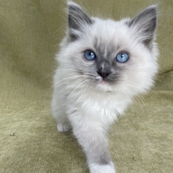 chaton Ragdoll blue point mitted Upsa Les Ragdolls de la Croisette chaton Ragdoll blue point mitted Upsa Les Ragdolls de la Croisette
