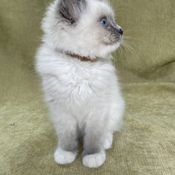 chaton Ragdoll blue point mitted Upsa Les Ragdolls de la Croisette