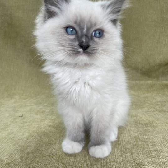 chaton Ragdoll blue point mitted Upsa Les Ragdolls de la Croisette