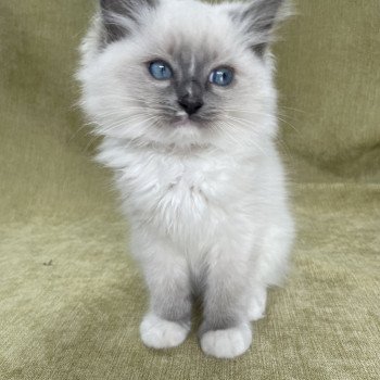 chaton Ragdoll blue point mitted Upsa Les Ragdolls de la Croisette chaton Ragdoll blue point mitted Upsa Les Ragdolls de la Croisette