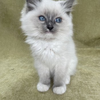 chaton Ragdoll blue point mitted Upsa Les Ragdolls de la Croisette