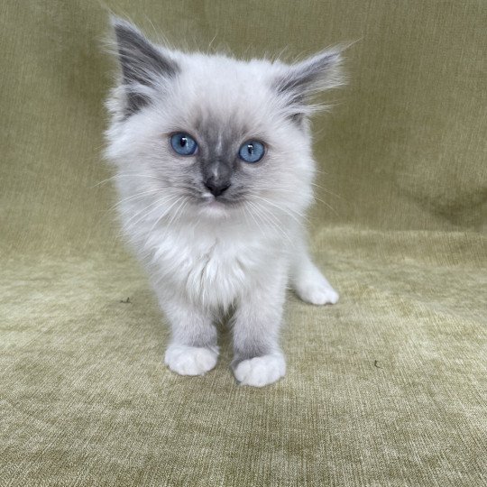 chaton Ragdoll blue point mitted Upsa Les Ragdolls de la Croisette