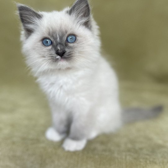 chaton Ragdoll blue point mitted Upsa Les Ragdolls de la Croisette