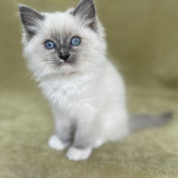 chaton Ragdoll blue point mitted Upsa Les Ragdolls de la Croisette chaton Ragdoll blue point mitted Upsa Les Ragdolls de la Croisette
