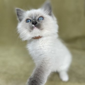 chaton Ragdoll blue point mitted Upsa Les Ragdolls de la Croisette chaton Ragdoll blue point mitted Upsa Les Ragdolls de la Croisette