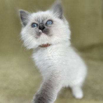 chaton Ragdoll blue point mitted Upsa Les Ragdolls de la Croisette