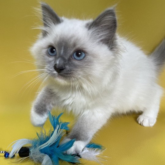 chaton Ragdoll blue point mitted Upsa Les Ragdolls de la Croisette