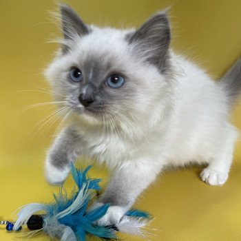 chaton Ragdoll blue point mitted Upsa Les Ragdolls de la Croisette