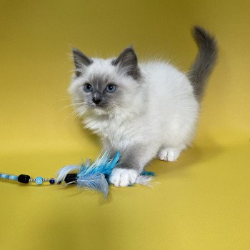chaton Ragdoll blue point mitted Upsa Les Ragdolls de la Croisette chaton Ragdoll blue point mitted Upsa Les Ragdolls de la Croisette
