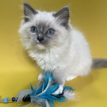 chaton Ragdoll blue point mitted Upsa Les Ragdolls de la Croisette chaton Ragdoll blue point mitted Upsa Les Ragdolls de la Croisette