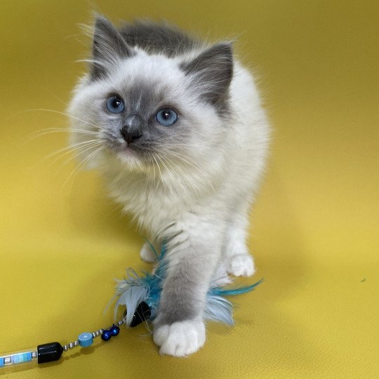 chaton Ragdoll blue point mitted Upsa Les Ragdolls de la Croisette