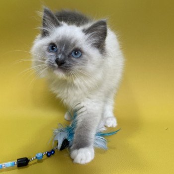 chaton Ragdoll blue point mitted Upsa Les Ragdolls de la Croisette