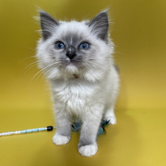 chaton Ragdoll blue point mitted Upsa Les Ragdolls de la Croisette