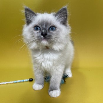 chaton Ragdoll blue point mitted Upsa Les Ragdolls de la Croisette