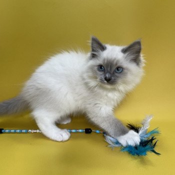 chaton Ragdoll blue point mitted Upsa Les Ragdolls de la Croisette chaton Ragdoll blue point mitted Upsa Les Ragdolls de la Croisette