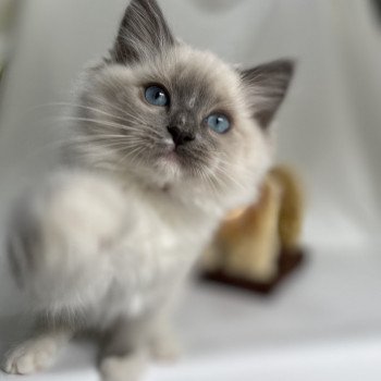 chaton Ragdoll blue point mitted Upsa Les Ragdolls de la Croisette chaton Ragdoll blue point mitted Upsa Les Ragdolls de la Croisette