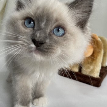 chaton Ragdoll blue point mitted Upsa Les Ragdolls de la Croisette chaton Ragdoll blue point mitted Upsa Les Ragdolls de la Croisette