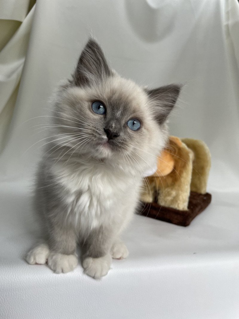 Upsa De La Croisette Mâle Ragdoll