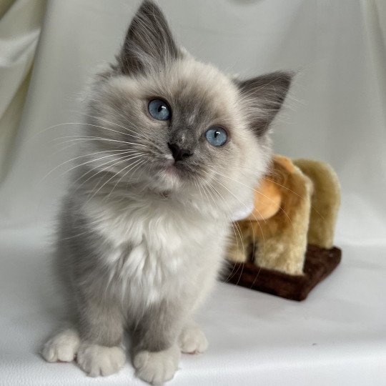 chaton Ragdoll blue point mitted Upsa Les Ragdolls de la Croisette