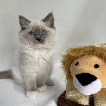 chaton Ragdoll blue point mitted Upsa Les Ragdolls de la Croisette chaton Ragdoll blue point mitted Upsa Les Ragdolls de la Croisette
