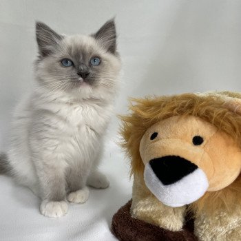 chaton Ragdoll blue point mitted Upsa Les Ragdolls de la Croisette