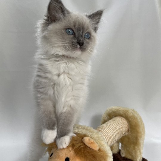 chaton Ragdoll blue point mitted Upsa Les Ragdolls de la Croisette