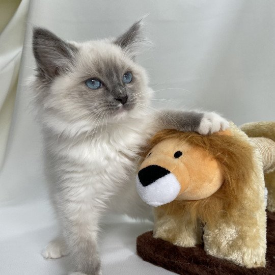 chaton Ragdoll blue point mitted Upsa Les Ragdolls de la Croisette