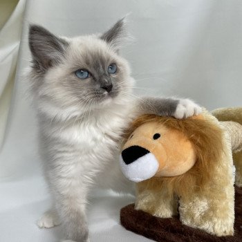 chaton Ragdoll blue point mitted Upsa Les Ragdolls de la Croisette