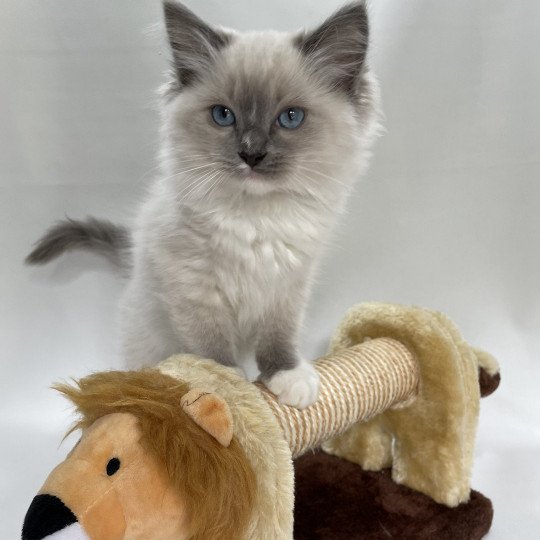 chaton Ragdoll blue point mitted Upsa Les Ragdolls de la Croisette