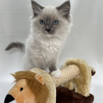 chaton Ragdoll blue point mitted Upsa Les Ragdolls de la Croisette chaton Ragdoll blue point mitted Upsa Les Ragdolls de la Croisette