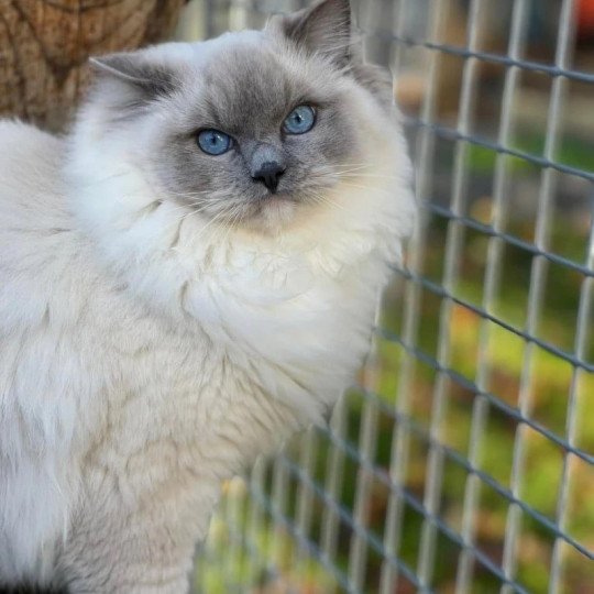 chat Ragdoll Calypso Les Ragdolls de la Croisette