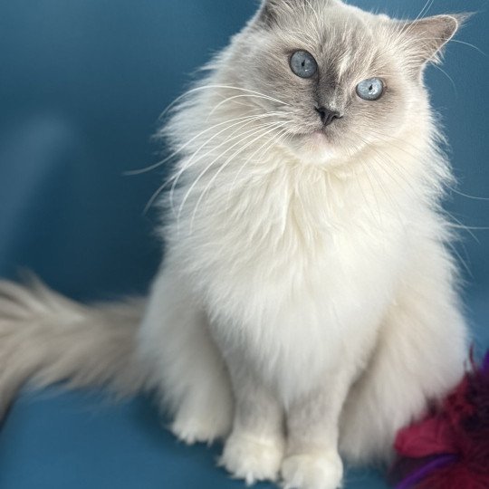 chat Ragdoll blue point mitted Doris Didi Les Ragdolls de la Croisette chat Ragdoll blue point mitted Doris Didi Les Ragdolls de la Croisette