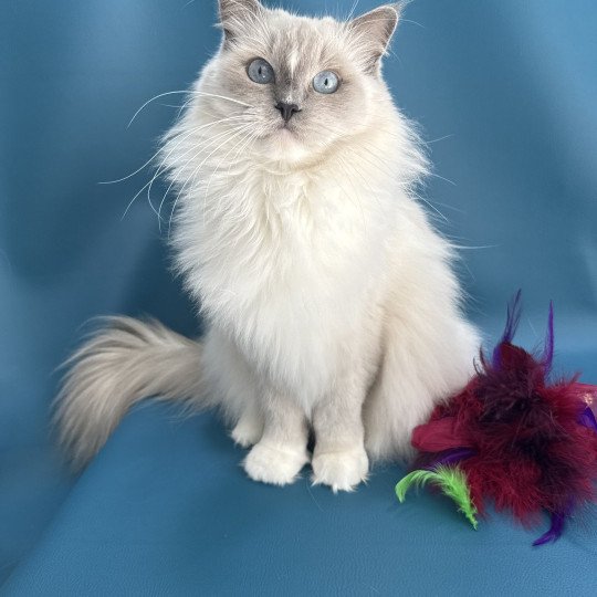 chat Ragdoll blue point mitted Doris Didi Les Ragdolls de la Croisette chat Ragdoll blue point mitted Doris Didi Les Ragdolls de la Croisette