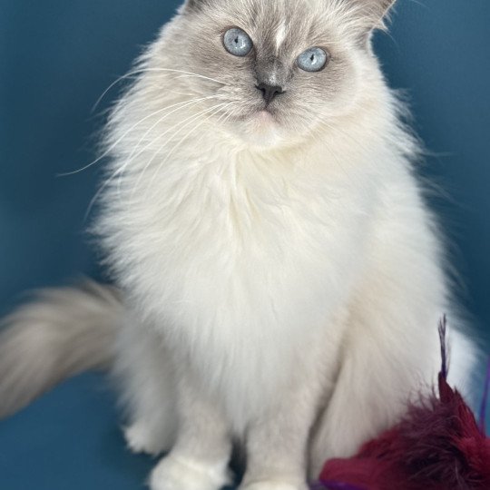 chat Ragdoll blue point mitted Doris Didi Les Ragdolls de la Croisette chat Ragdoll blue point mitted Doris Didi Les Ragdolls de la Croisette