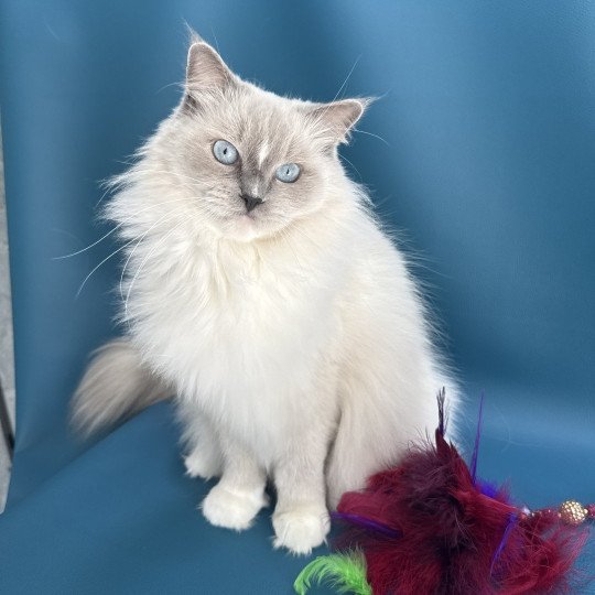 chat Ragdoll blue point mitted Doris Didi Les Ragdolls de la Croisette chat Ragdoll blue point mitted Doris Didi Les Ragdolls de la Croisette