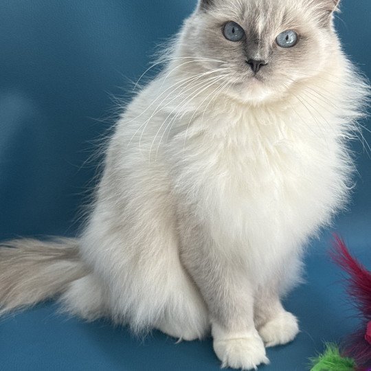 chat Ragdoll blue point mitted Doris Didi Les Ragdolls de la Croisette chat Ragdoll blue point mitted Doris Didi Les Ragdolls de la Croisette