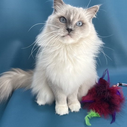 chat Ragdoll blue point mitted Doris Didi Les Ragdolls de la Croisette chat Ragdoll blue point mitted Doris Didi Les Ragdolls de la Croisette