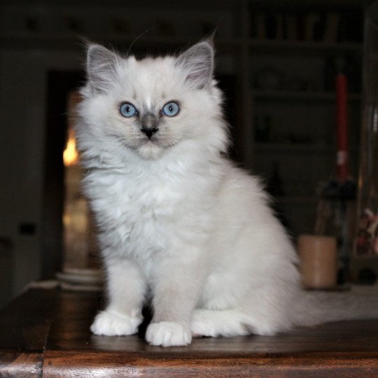 chat Ragdoll blue mitted Doris Didi Les Ragdolls de la Croisette