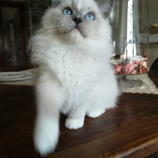 chat Ragdoll blue mitted Doris Didi Les Ragdolls de la Croisette